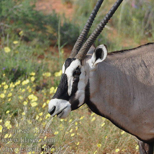 Сернобык Beisa โอริกซ์ Орікс 南非劍羚 Oryx gazella Gemsbok Přímorožec jihoafrický Spießbock Oriks-antilopo Oryx gazelle Tiesiaragis oriksas Nyársas antilop オリックス Oryks południowy Órix