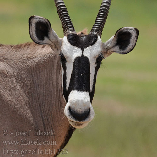 Oryx gazelle Tiesiaragis oriksas Nyársas antilop オリックス Oryks południowy Órix Сернобык Beisa โอริกซ์ Орікс 南非劍羚 Oryx gazella Gemsbok Přímorožec jihoafrický Spießbock Oriks-antilopo