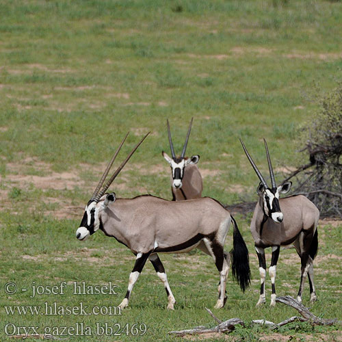 Oryks południowy Órix Сернобык Beisa โอริกซ์ Орікс 南非劍羚 Oryx gazella Gemsbok Přímorožec jihoafrický Spießbock Oriks-antilopo Oryx gazelle Tiesiaragis oriksas Nyársas antilop オリックス