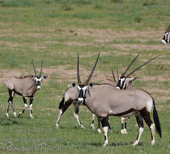 Órix Сернобык Beisa โอริกซ์ Орікс 南非劍羚 Oryx gazella Gemsbok Přímorožec jihoafrický Spießbock Oriks-antilopo Oryx gazelle Tiesiaragis oriksas Nyársas antilop オリックス Oryks południowy