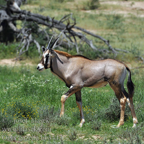 Oryx gazella Gemsbok Přímorožec jihoafrický Spießbock Oriks-antilopo Oryx gazelle Tiesiaragis oriksas Nyársas antilop オリックス Oryks południowy Órix Сернобык Beisa โอริกซ์ Орікс 南非劍羚