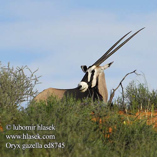 Gemsbok Přímorožec jihoafrický Spießbock Oriks-antilopo Oryx gazelle Tiesiaragis oriksas Nyársas antilop オリックス Oryks południowy Órix Сернобык Beisa โอริกซ์ Орікс 南非劍羚 Oryx gazella
