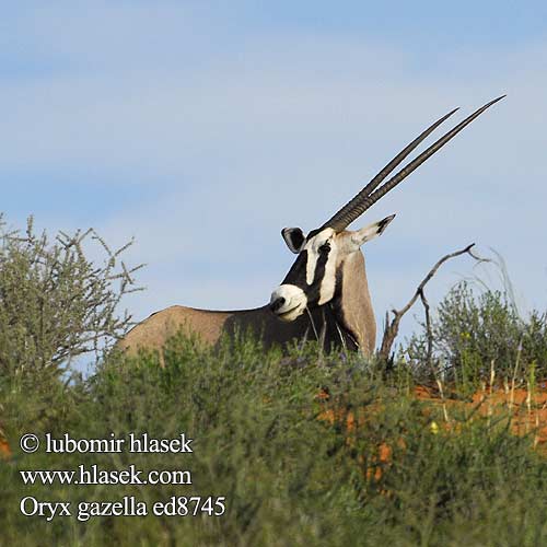 Gemsbok Přímorožec jihoafrický Spießbock Oriks-antilopo Oryx gazelle Tiesiaragis oriksas Nyársas antilop オリックス Oryks południowy Órix Сернобык Beisa โอริกซ์ Орікс 南非劍羚 Oryx gazella