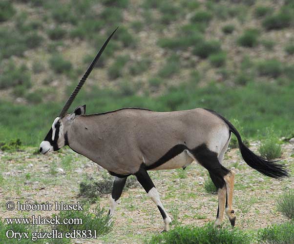 Přímorožec jihoafrický Spießbock Oriks-antilopo Oryx gazelle Tiesiaragis oriksas Nyársas antilop オリックス Oryks południowy Órix Сернобык Beisa โอริกซ์ Орікс 南非劍羚 Oryx gazella Gemsbok