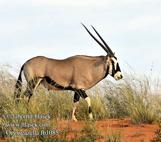 Spießbock Oriks-antilopo Oryx gazelle Tiesiaragis oriksas Nyársas antilop オリックス Oryks południowy Órix Сернобык Beisa โอริกซ์ Орікс 南非劍羚 Oryx gazella Gemsbok Přímorožec jihoafrický