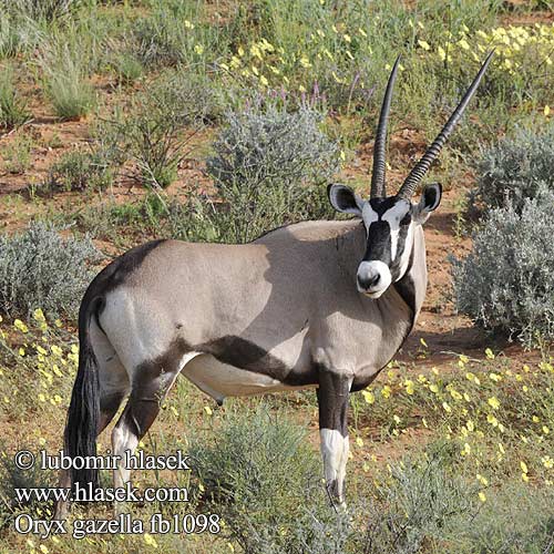 Oriks-antilopo Oryx gazelle Tiesiaragis oriksas Nyársas antilop オリックス Oryks południowy Órix Сернобык Beisa โอริกซ์ Орікс 南非劍羚 Oryx gazella Gemsbok Přímorožec jihoafrický Spießbock