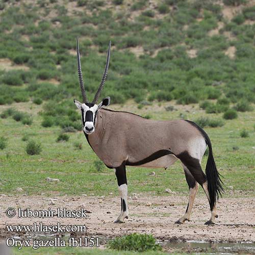 Oryx gazelle Tiesiaragis oriksas Nyársas antilop オリックス Oryks południowy Órix Сернобык Beisa โอริกซ์ Орікс 南非劍羚 Oryx gazella Gemsbok Přímorožec jihoafrický Spießbock Oriks-antilopo