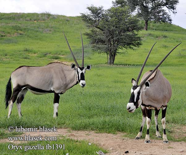 オリックス Oryks południowy Órix Сернобык Beisa โอริกซ์ Орікс 南非劍羚 Oryx gazella Gemsbok Přímorožec jihoafrický Spießbock Oriks-antilopo Oryx gazelle Tiesiaragis oriksas Nyársas antilop