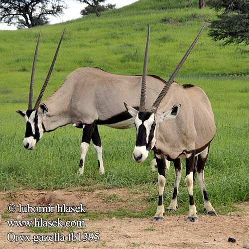 オリックス Oryks południowy Órix Сернобык Beisa โอริกซ์ Орікс 南非劍羚 Oryx gazella Gemsbok Přímorožec jihoafrický Spießbock Oriks-antilopo Oryx gazelle Tiesiaragis oriksas Nyársas antilop