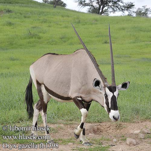 Сернобык Beisa โอริกซ์ Орікс 南非劍羚 Oryx gazella Gemsbok Přímorožec jihoafrický Spießbock Oriks-antilopo Oryx gazelle Tiesiaragis oriksas Nyársas antilop オリックス Oryks południowy Órix