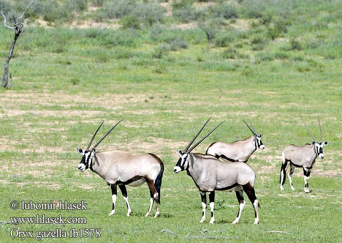 Oryx gazella Gemsbok Přímorožec jihoafrický Spießbock Oriks-antilopo Oryx gazelle Tiesiaragis oriksas Nyársas antilop オリックス Oryks południowy Órix Сернобык Beisa โอริกซ์ Орікс 南非劍羚