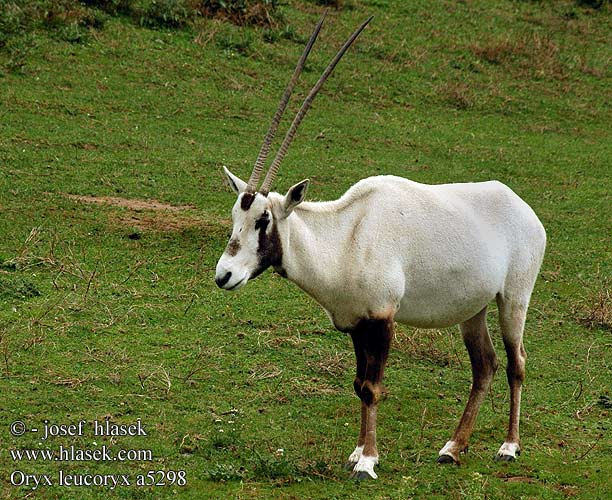 Oryx leucoryx Arabian oryx White Arabisk oryx Oryx Arabie Arabische oryx beisa Orice Arabia Arab bejza Arabische Oryx Weisse Weiße Oryks arabski Oryx arabský Přímorožec arabský Orix árabe órices Arabia مها عربية Бял орикс 아라비아영양 ראם לבן Baltasis oriksas アラビアオリックス Белый орикс Valkobeisa Arabisk oryx Arabistan oriksi 阿拉伯大羚羊