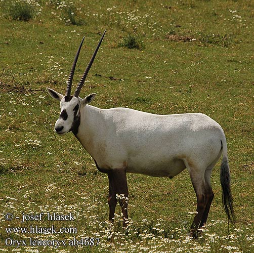 Oryx leucoryx ab4687