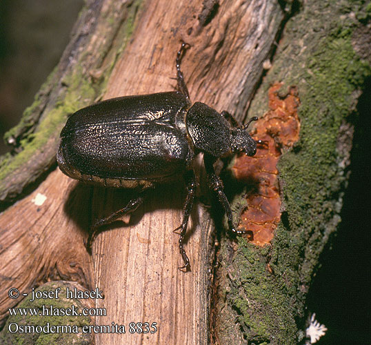 Osmoderma eremita 8835 UK: Hermit beetle DK: Eremit FR: scarabée pique-prune NL: Juchtleerkever DE: Juchtenkäfer Eremit Pachnica dębowa SK: pižmovec hnedý CZ: páchník hnědý samotářský SE: Läderbagge RU: Пахучий отшельник Обыкновенный SL: Puščavnik