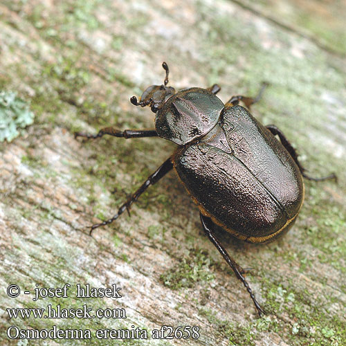 Osmoderma eremita af2658 UK: Hermit beetle DK: Eremit FR: scarabée pique-prune NL: Juchtleerkever DE: Juchtenkäfer Eremit Pachnica dębowa SK: pižmovec hnedý CZ: páchník hnědý samotářský SE: Läderbagge RU: Пахучий отшельник Обыкновенный SL: Puščavnik