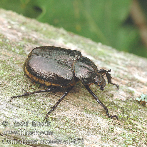 Osmoderma eremita af2673 UK: Hermit beetle DK: Eremit FR: scarabée pique-prune NL: Juchtleerkever DE: Juchtenkäfer Eremit Pachnica dębowa SK: pižmovec hnedý CZ: páchník hnědý samotářský SE: Läderbagge RU: Пахучий отшельник Обыкновенный SL: Puščavnik