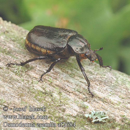 Osmoderma eremita af2684 UK: Hermit beetle DK: Eremit FR: scarabée pique-prune NL: Juchtleerkever DE: Juchtenkäfer Eremit Pachnica dębowa SK: pižmovec hnedý CZ: páchník hnědý samotářský SE: Läderbagge RU: Пахучий отшельник Обыкновенный SL: Puščavnik