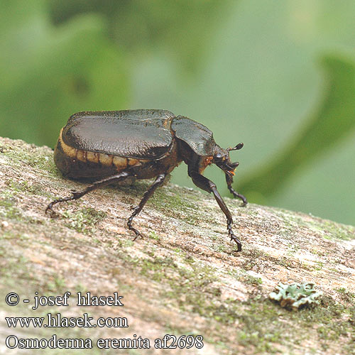 Osmoderma eremita af2698 UK: Hermit beetle DK: Eremit FR: scarabée pique-prune NL: Juchtleerkever DE: Juchtenkäfer Eremit Pachnica dębowa SK: pižmovec hnedý CZ: páchník hnědý samotářský SE: Läderbagge RU: Пахучий отшельник Обыкновенный SL: Puščavnik