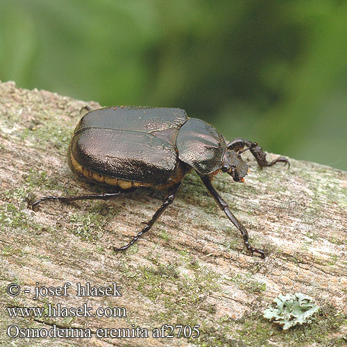 Osmoderma eremita af2705 UK: Hermit beetle DK: Eremit FR: scarabée pique-prune NL: Juchtleerkever DE: Juchtenkäfer Eremit Pachnica dębowa SK: pižmovec hnedý CZ: páchník hnědý samotářský SE: Läderbagge RU: Пахучий отшельник Обыкновенный SL: Puščavnik