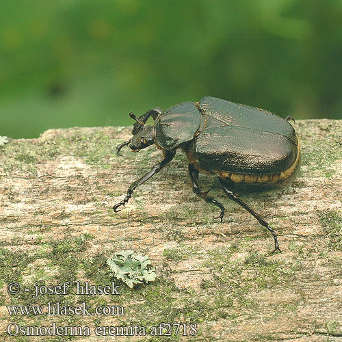 Osmoderma eremita af2718 UK: Hermit beetle DK: Eremit FR: scarabée pique-prune NL: Juchtleerkever DE: Juchtenkäfer Eremit Pachnica dębowa SK: pižmovec hnedý CZ: páchník hnědý samotářský SE: Läderbagge RU: Пахучий отшельник Обыкновенный SL: Puščavnik