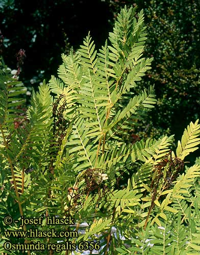 Osmunda regalis Königsfarn Osmonde royale Koningsvaren Długosz królewski