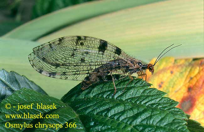 Osmylus fulvicephalus chrysops 366 UK: Giant lacewing stream DK: Vandmyreløve FR: Osmyle à tête jaune NL: Watergaasvlieg HU: felhősszárnyú partifátyolka DE: Bachhaft PL: Strumycznik zwyczajny SK: bystrinárka škvrnitokrídla CZ: strumičník zlatooký SE: Vattenmyrlejonslända RU: Осмил желтоголовый