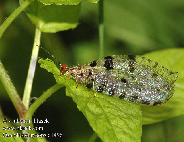 Osmylus fulvicephalus chrysops d1496 UK: Giant lacewing stream DK: Vandmyreløve FR: Osmyle à tête jaune NL: Watergaasvlieg HU: felhősszárnyú partifátyolka DE: Bachhaft PL: Strumycznik zwyczajny SK: bystrinárka škvrnitokrídla CZ: strumičník zlatooký SE: Vattenmyrlejonslända RU: Осмил желтоголовый