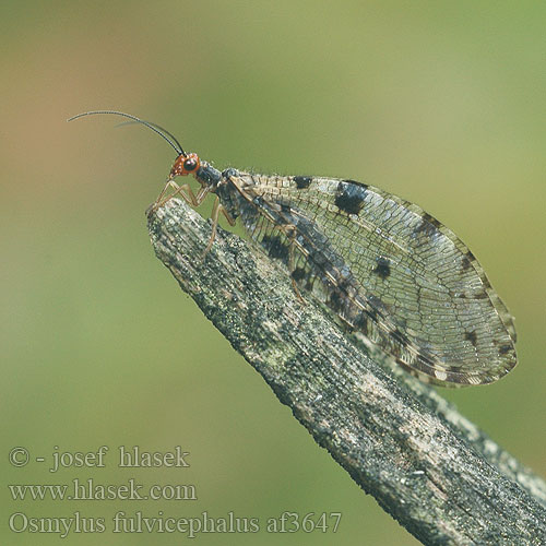 Osmylus fulvicephalus chrysops af3647 UK: Giant lacewing stream DK: Vandmyreløve FR: Osmyle à tête jaune NL: Watergaasvlieg HU: felhősszárnyú partifátyolka DE: Bachhaft PL: Strumycznik zwyczajny SK: bystrinárka škvrnitokrídla CZ: strumičník zlatooký SE: Vattenmyrlejonslända RU: Осмил желтоголовый