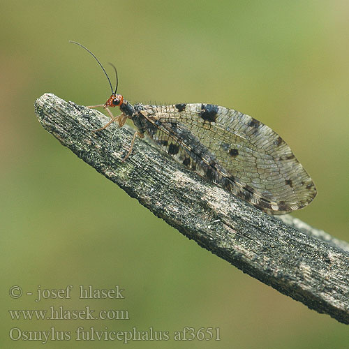 Osmylus fulvicephalus chrysops af3651 UK: Giant lacewing stream DK: Vandmyreløve FR: Osmyle à tête jaune NL: Watergaasvlieg HU: felhősszárnyú partifátyolka DE: Bachhaft PL: Strumycznik zwyczajny SK: bystrinárka škvrnitokrídla CZ: strumičník zlatooký SE: Vattenmyrlejonslända RU: Осмил желтоголовый