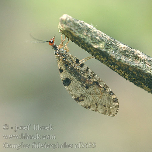 Osmylus fulvicephalus chrysops af3655 UK: Giant lacewing stream DK: Vandmyreløve FR: Osmyle à tête jaune NL: Watergaasvlieg HU: felhősszárnyú partifátyolka DE: Bachhaft PL: Strumycznik zwyczajny SK: bystrinárka škvrnitokrídla CZ: strumičník zlatooký SE: Vattenmyrlejonslända RU: Осмил желтоголовый