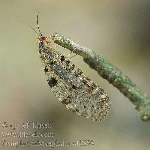 Osmylus fulvicephalus chrysops af3658 UK: Giant lacewing stream DK: Vandmyreløve FR: Osmyle à tête jaune NL: Watergaasvlieg HU: felhősszárnyú partifátyolka DE: Bachhaft PL: Strumycznik zwyczajny SK: bystrinárka škvrnitokrídla CZ: strumičník zlatooký SE: Vattenmyrlejonslända RU: Осмил желтоголовый