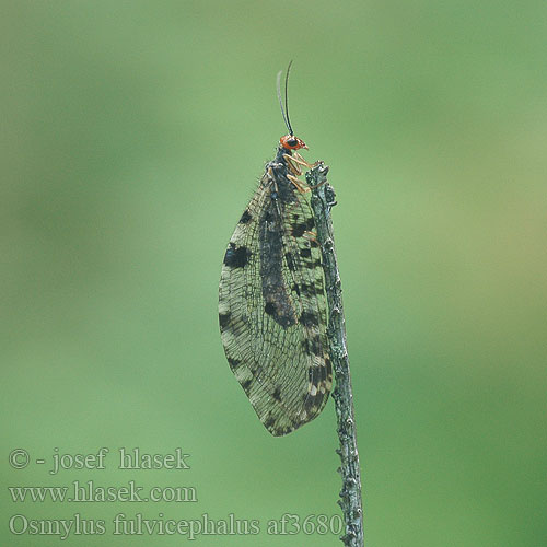 Osmylus fulvicephalus chrysops af3680 UK: Giant lacewing stream DK: Vandmyreløve FR: Osmyle à tête jaune NL: Watergaasvlieg HU: felhősszárnyú partifátyolka DE: Bachhaft PL: Strumycznik zwyczajny SK: bystrinárka škvrnitokrídla CZ: strumičník zlatooký SE: Vattenmyrlejonslända RU: Осмил желтоголовый