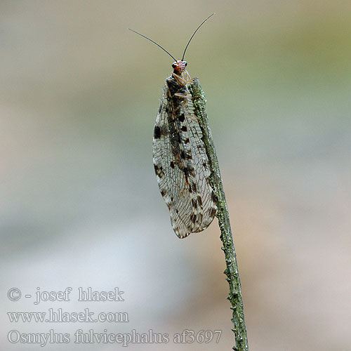 Osmylus fulvicephalus chrysops af3697 UK: Giant lacewing stream DK: Vandmyreløve FR: Osmyle à tête jaune NL: Watergaasvlieg HU: felhősszárnyú partifátyolka DE: Bachhaft PL: Strumycznik zwyczajny SK: bystrinárka škvrnitokrídla CZ: strumičník zlatooký SE: Vattenmyrlejonslända RU: Осмил желтоголовый