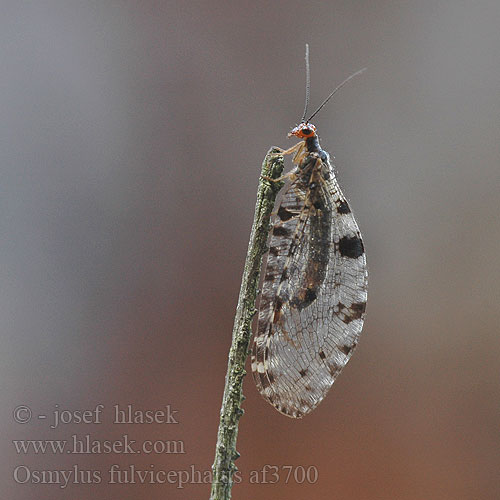 Osmylus fulvicephalus chrysops af3700 UK: Giant lacewing stream DK: Vandmyreløve FR: Osmyle à tête jaune NL: Watergaasvlieg HU: felhősszárnyú partifátyolka DE: Bachhaft PL: Strumycznik zwyczajny SK: bystrinárka škvrnitokrídla CZ: strumičník zlatooký SE: Vattenmyrlejonslända RU: Осмил желтоголовый