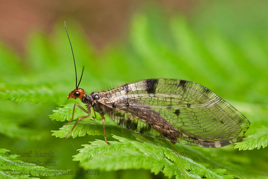 Osmylus fulvicephalus