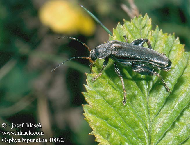 Osphya bipunctata 10072