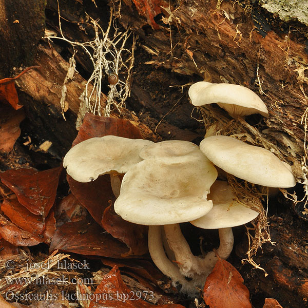 Ossicaulis lachnopus Strmuľkovec drevný