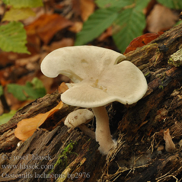 Ossicaulis lachnopus Strmuľkovec drevný