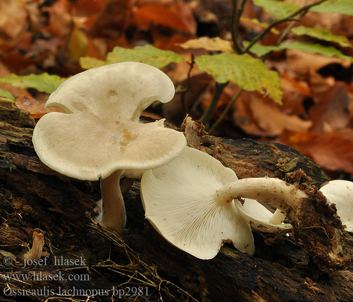 Ossicaulis lachnopus Strmuľkovec drevný