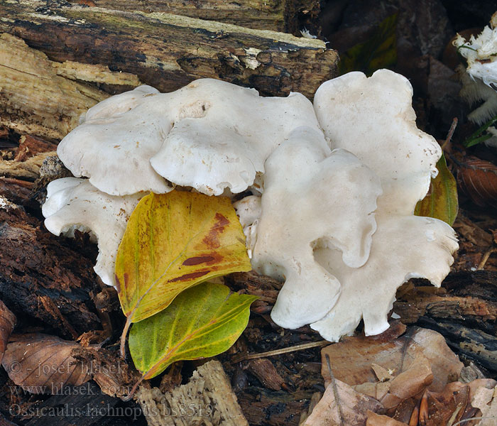 Ossicaulis lachnopus Strmuľkovec drevný