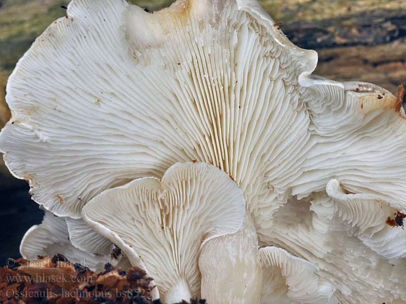 Ossicaulis lachnopus Strmuľkovec drevný