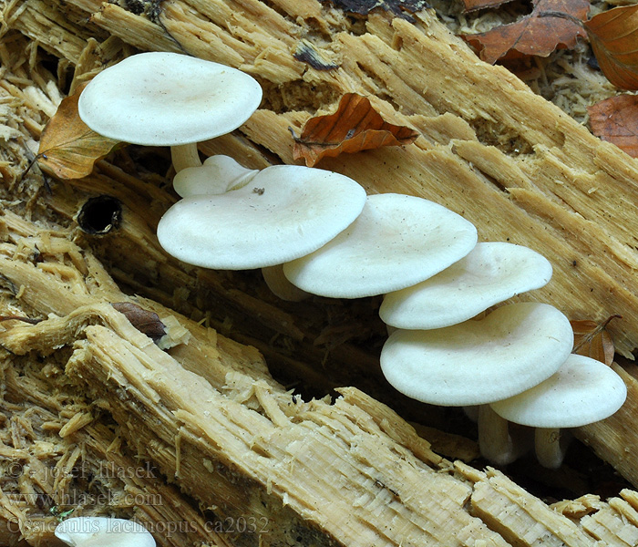 Ossicaulis lachnopus Strmělka drobnovýtrusá