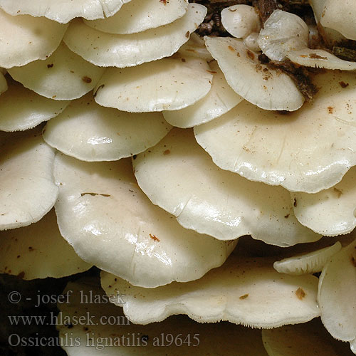 Ossicaulis lignatilis Pleurotus Hlíva dřevní Hlívovka Strmělka Lejkownica nadrzewna Strmuľkovec drevný Vedtragthat Holztrichterling Mealy oyster Fraaie houttrechterzwam Jauhovinokas Belkasti mrežar Vedtrattskivling