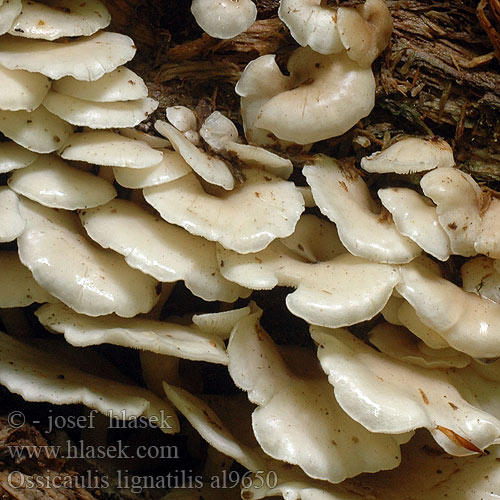 Lejkownica nadrzewna Strmuľkovec drevný Vedtragthat Holztrichterling Mealy oyster Fraaie houttrechterzwam Jauhovinokas Belkasti mrežar Vedtrattskivling Ossicaulis lignatilis Pleurotus Hlíva dřevní Hlívovka Strmělka