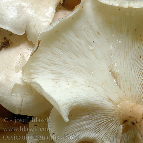 Holztrichterling Mealy oyster Fraaie houttrechterzwam Jauhovinokas Belkasti mrežar Vedtrattskivling Ossicaulis lignatilis Pleurotus Hlíva dřevní Hlívovka Strmělka Lejkownica nadrzewna Strmuľkovec drevný Vedtragthat