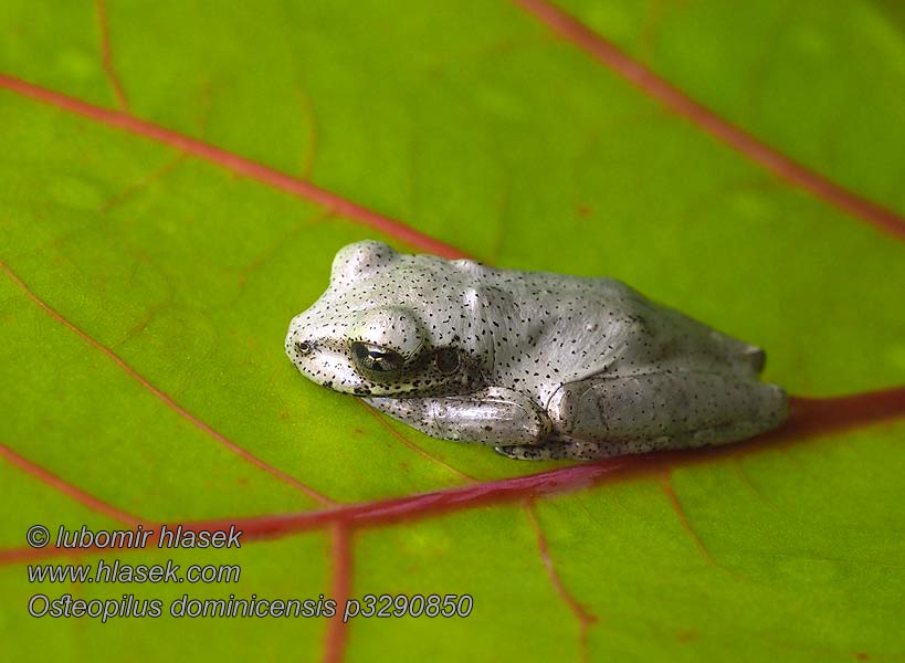 Rosnička dominikánská Hispaniola Laubfrosch Rana Platanera Osteopilus dominicensis