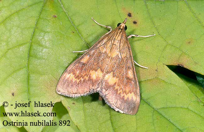 Ostrinia nubilalis European Corn-borer Pyrale maïs Kukoricamoly