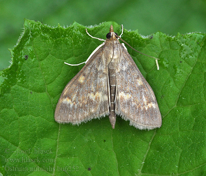 Ostrinia nubilalis Кукурузный мотылёк стеблевой