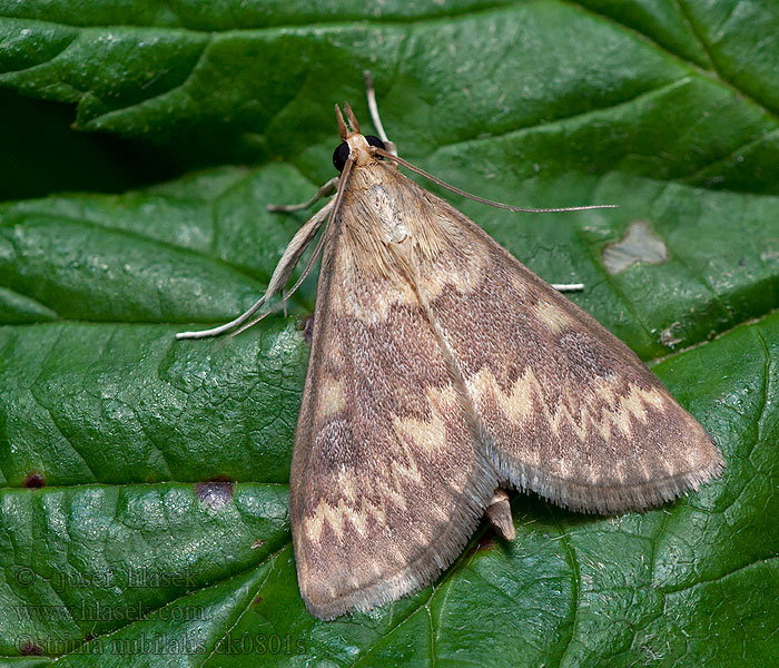 Ostrinia nubilalis