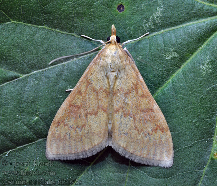 Maiszünsler Ostrinia nubilalis